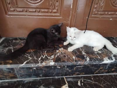 tow cats for Sall health and active