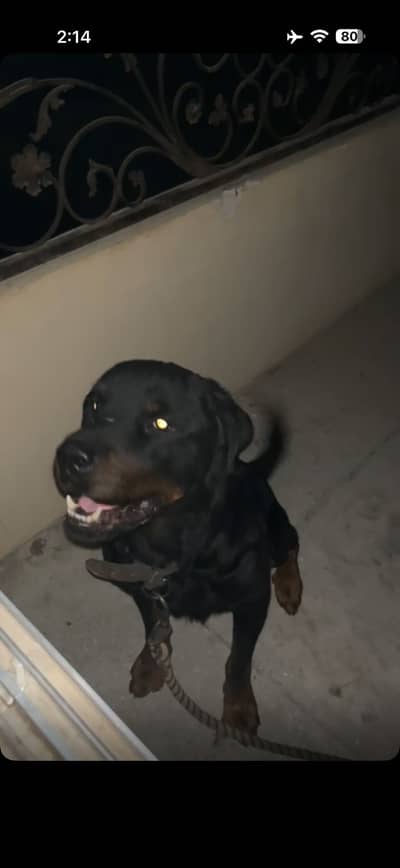 Rottweiler Male
