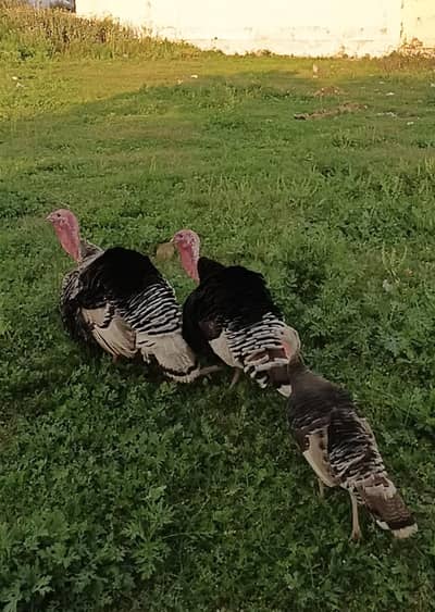 turkey pair