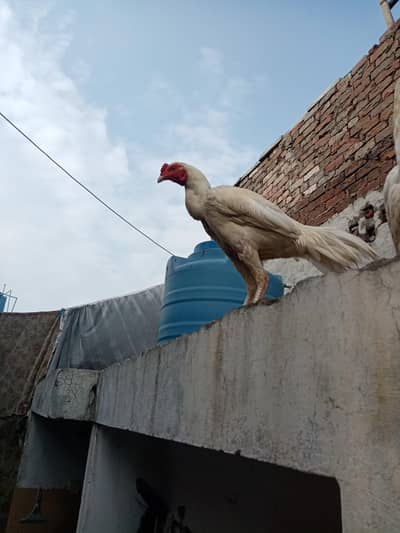 Hera murga for sel level brand +92 308 0000191