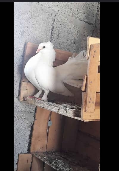 lucky peigons for sale