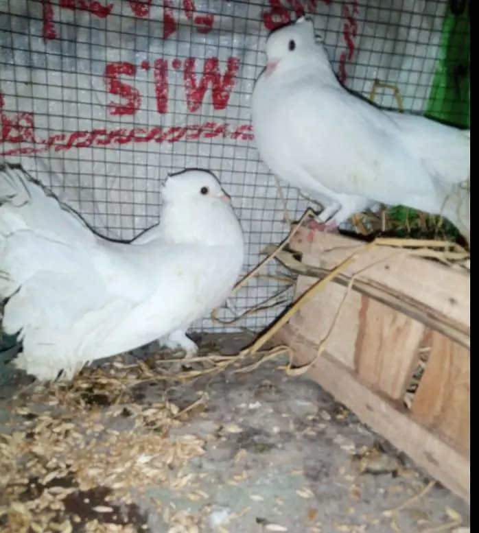 lucky peigons for sale — photo 2