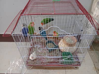 fisher albino red eye blue casnatawith cage