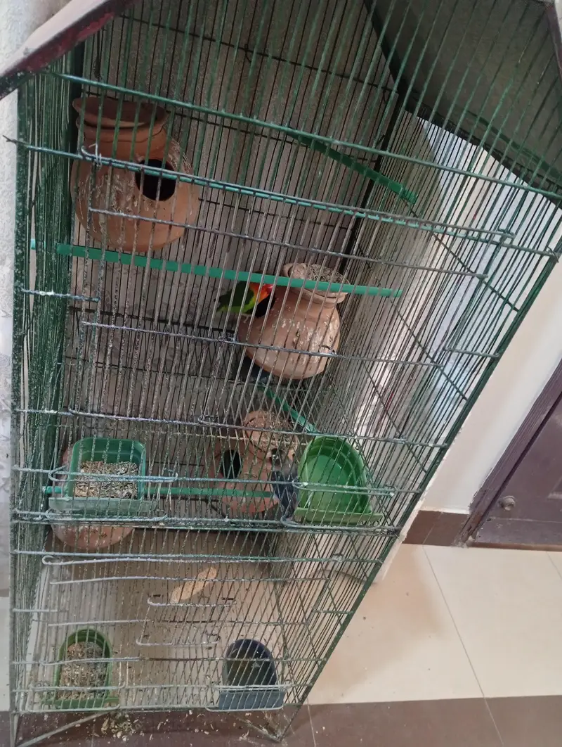 fisher albino red eye blue casnatawith cage — photo 2