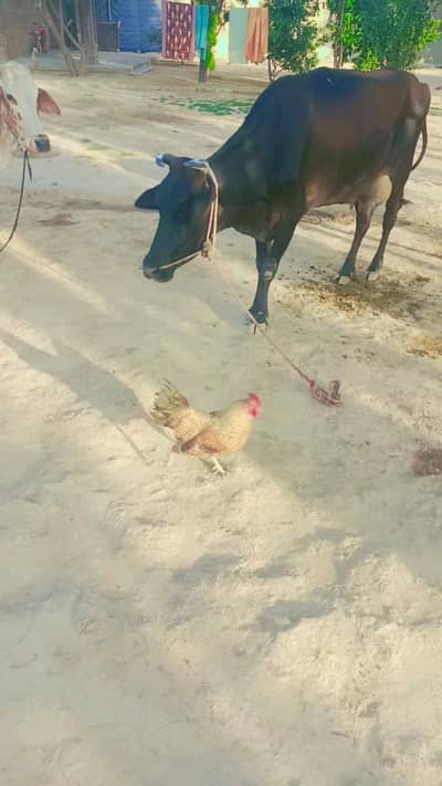 jersey cow