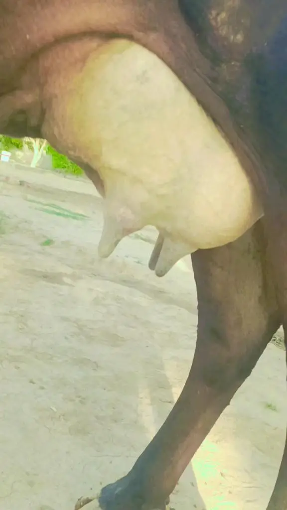 jersey cow — photo 2
