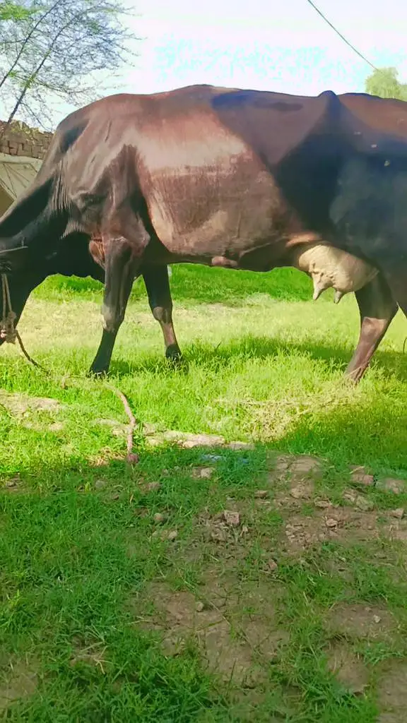 jersey cow — photo 3