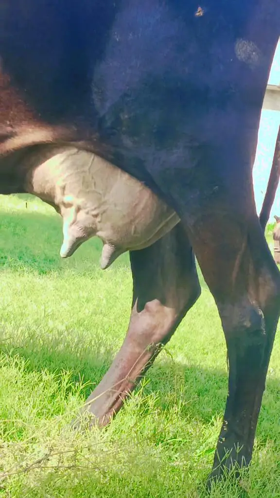jersey cow — photo 4
