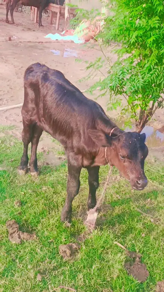 jersey cow — photo 6