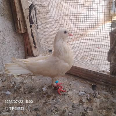 pigeon for sale