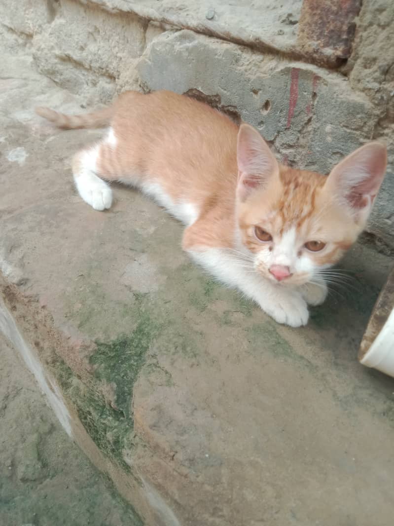 Persian mixed 0