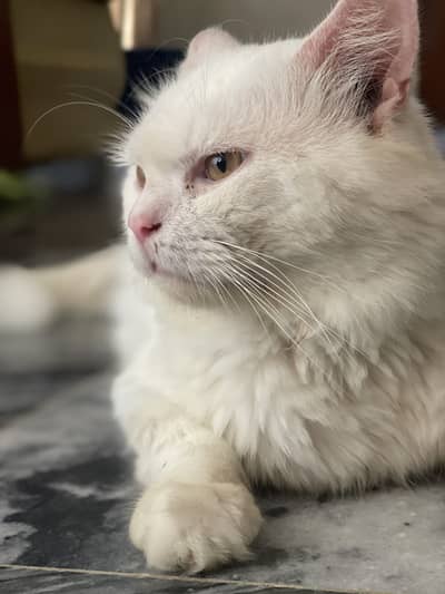 Persian Cat, Persian Turkish Cat, Beautiful Cat, Pure White Persian ca