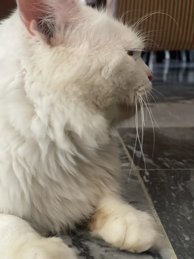 Persian Cat, Persian Turkish Cat, Beautiful Cat, Pure White Persian ca — photo 2