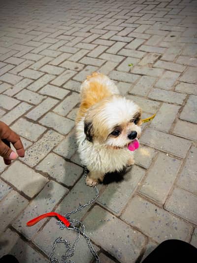 Shih Tzu Full active heavy bone