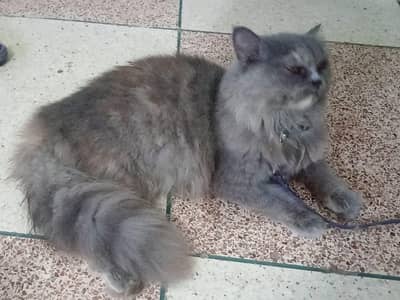 Persian