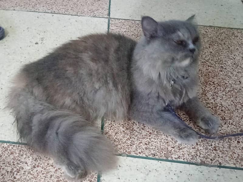 Persian 0