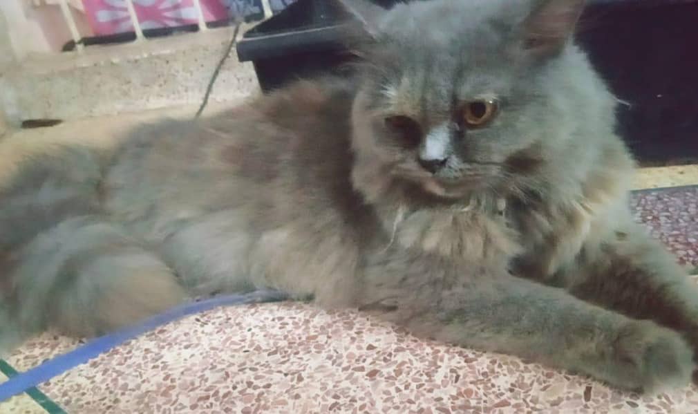 Persian 1