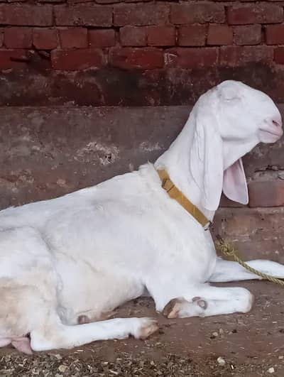 pure rajun puri