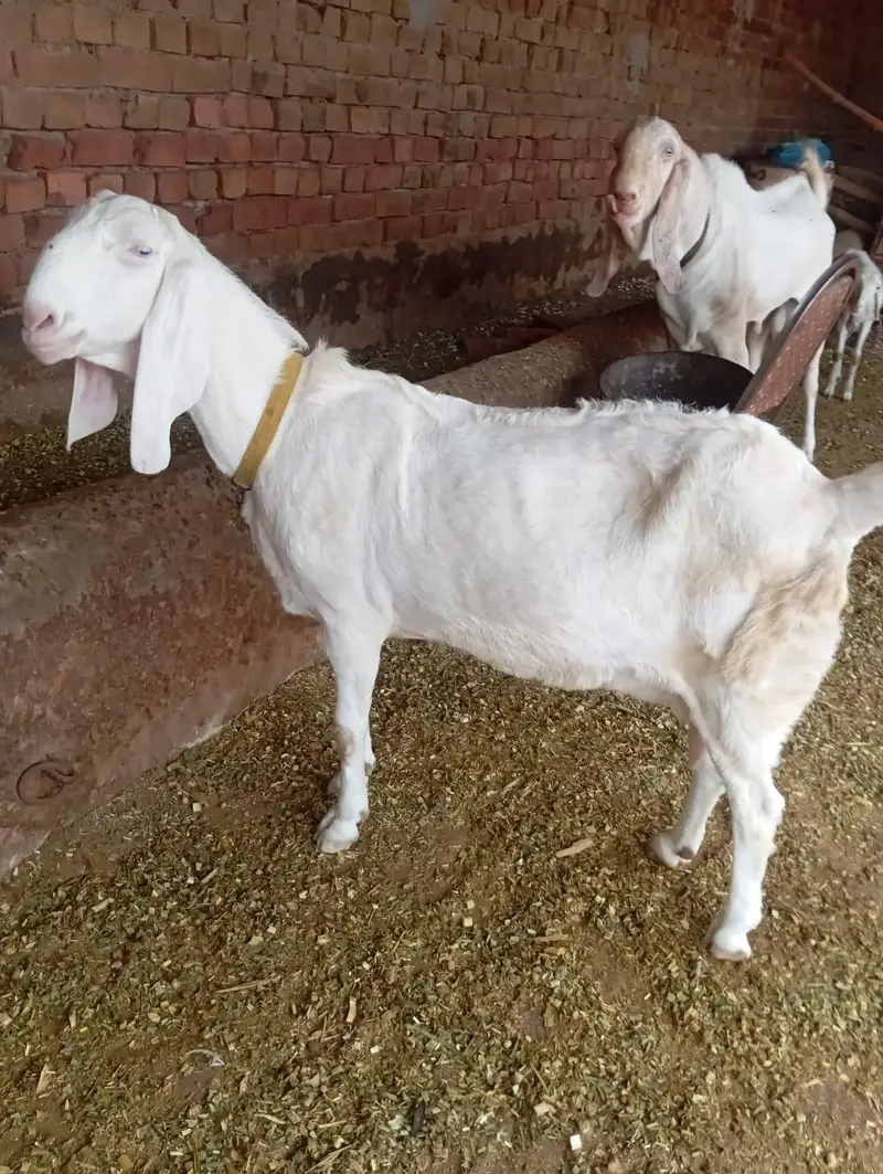 pure rajun puri — photo 2