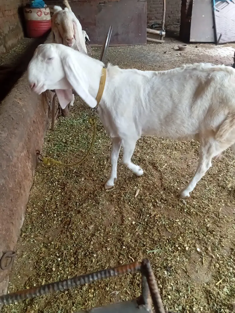 pure rajun puri — photo 3
