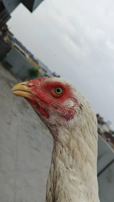 white Heera Female