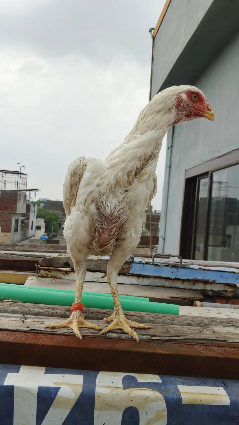 white Heera Female — photo 3