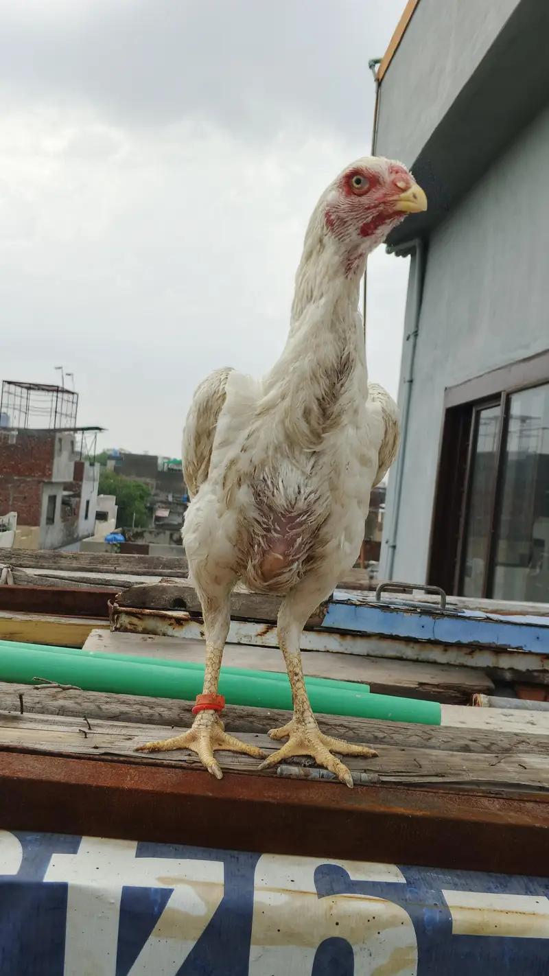 white Heera Female — photo 4