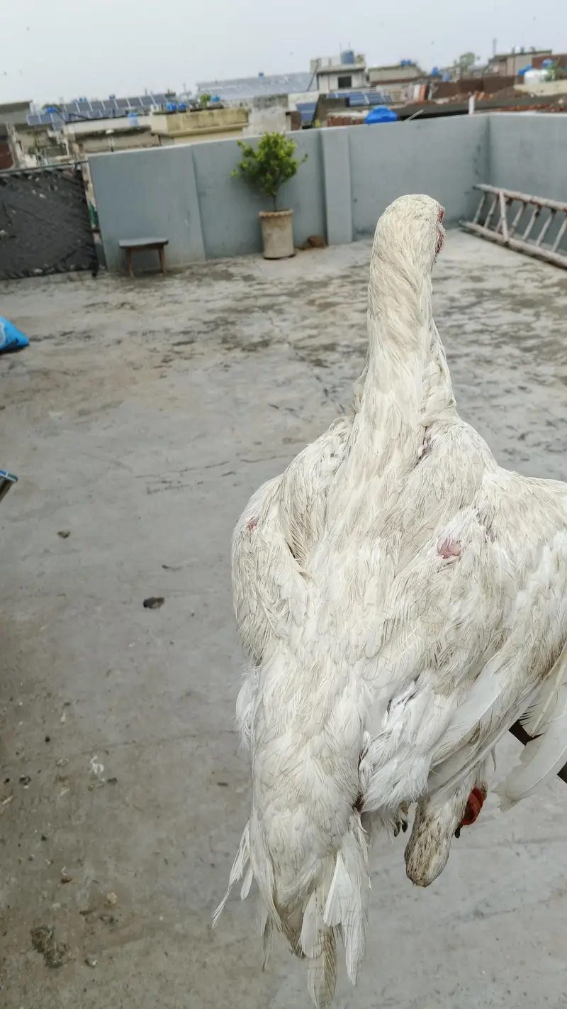 white Heera Female — photo 5