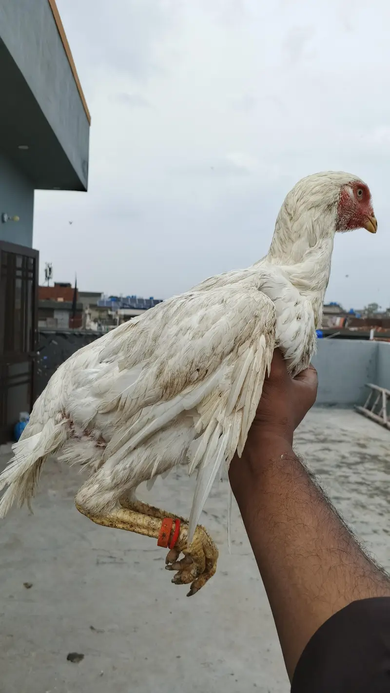 white Heera Female — photo 6