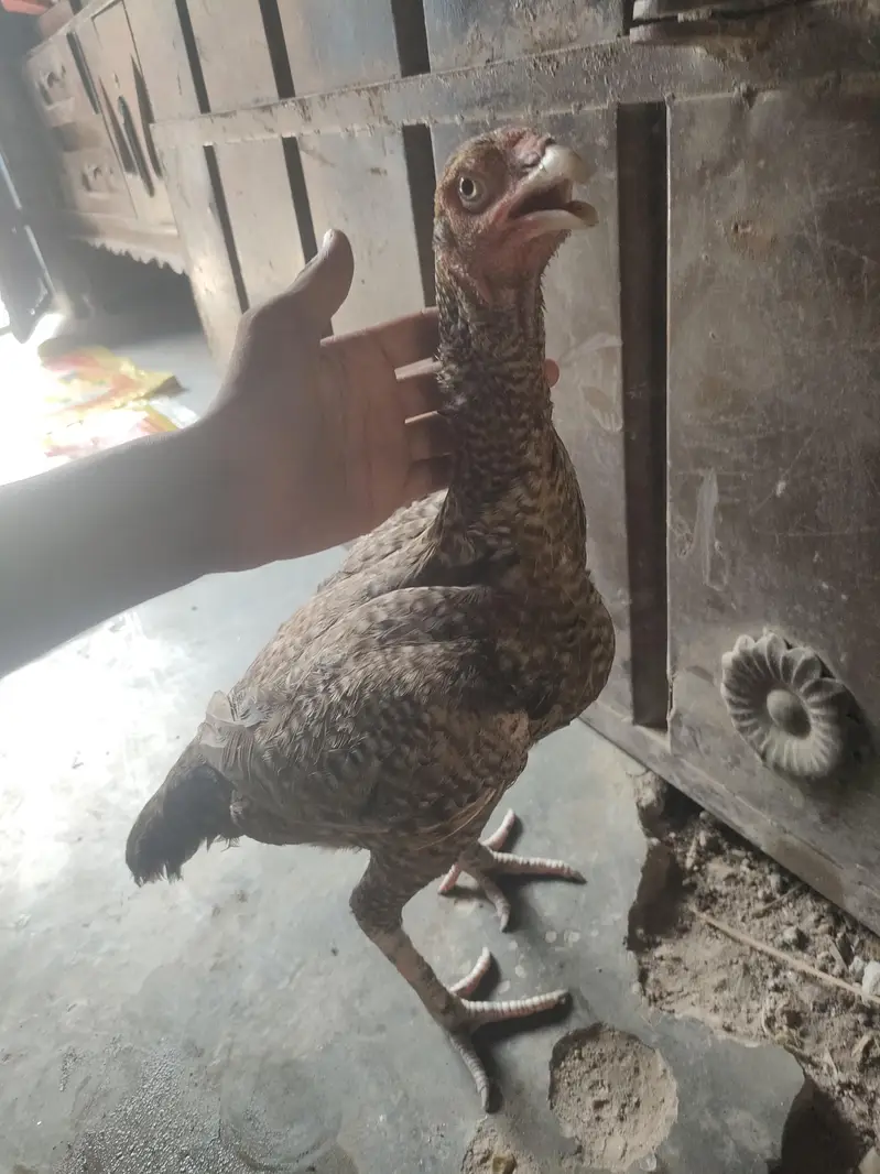 healthy aseel two pure hen and lay eggs — photo 4