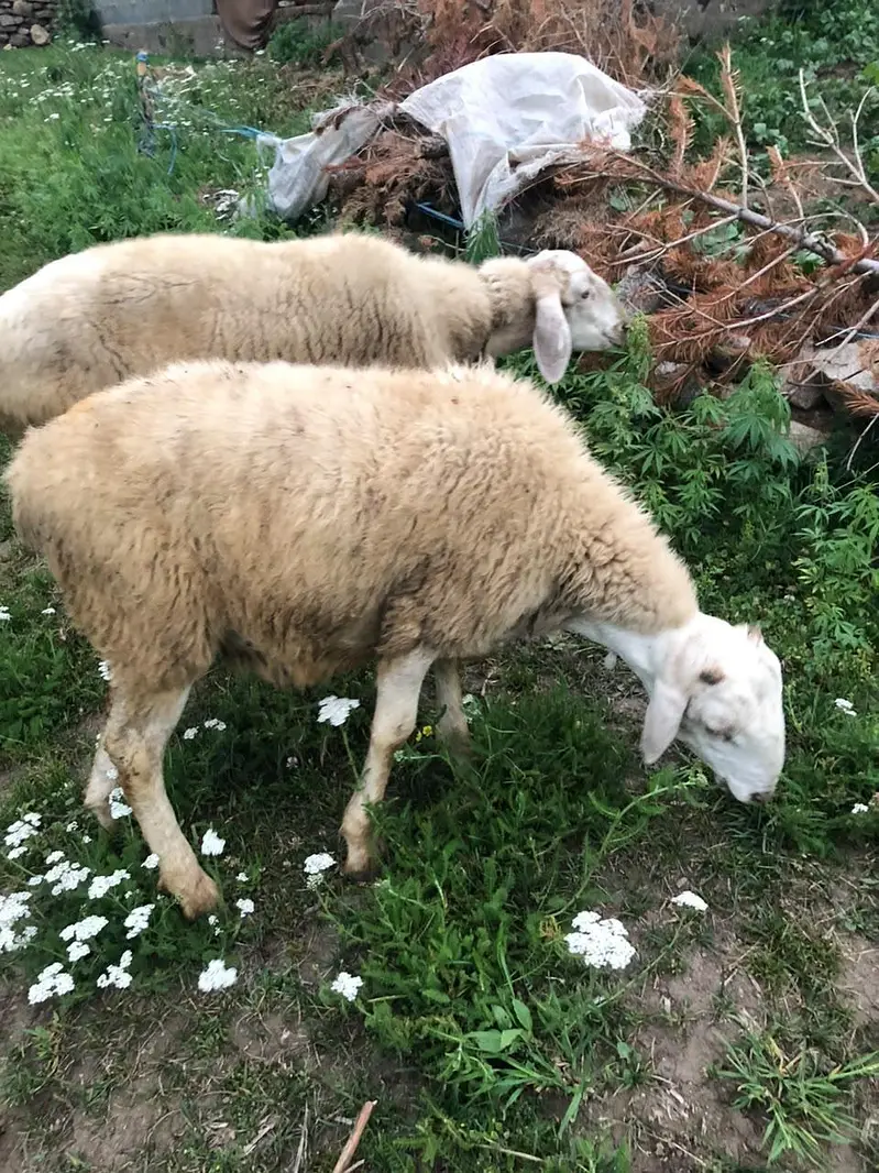 Tumba for sale