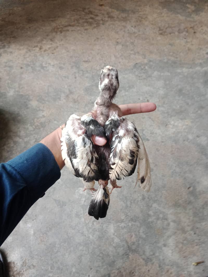 chucha 11