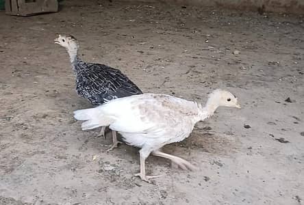 turkey chicks