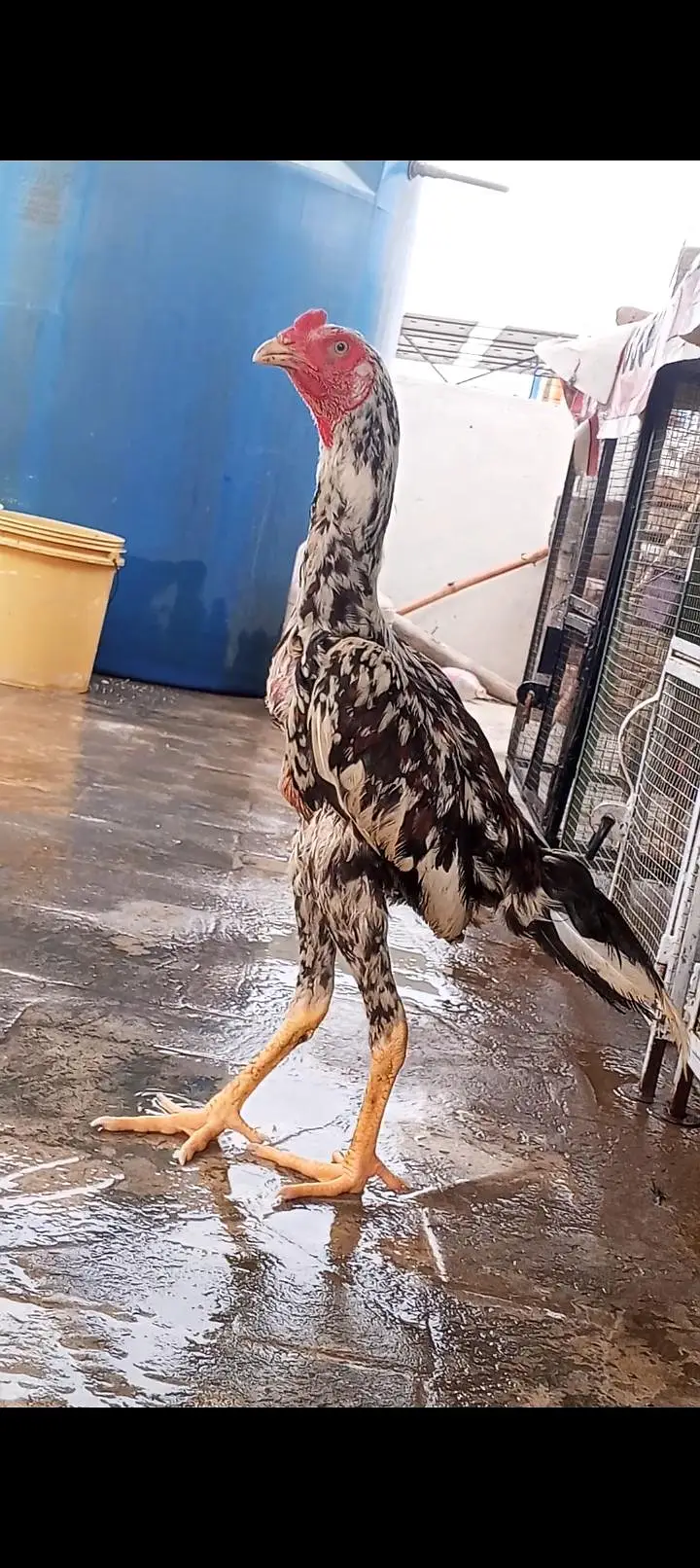 Kamaliya x Japanese Shamo Aseel Murga Patha Long Height 03098573144 — photo 2