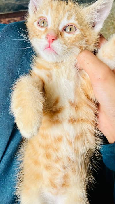 adorable Persian domestic short hair kittens.