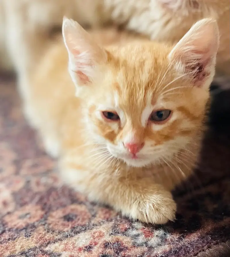 adorable Persian domestic short hair kittens. — photo 2
