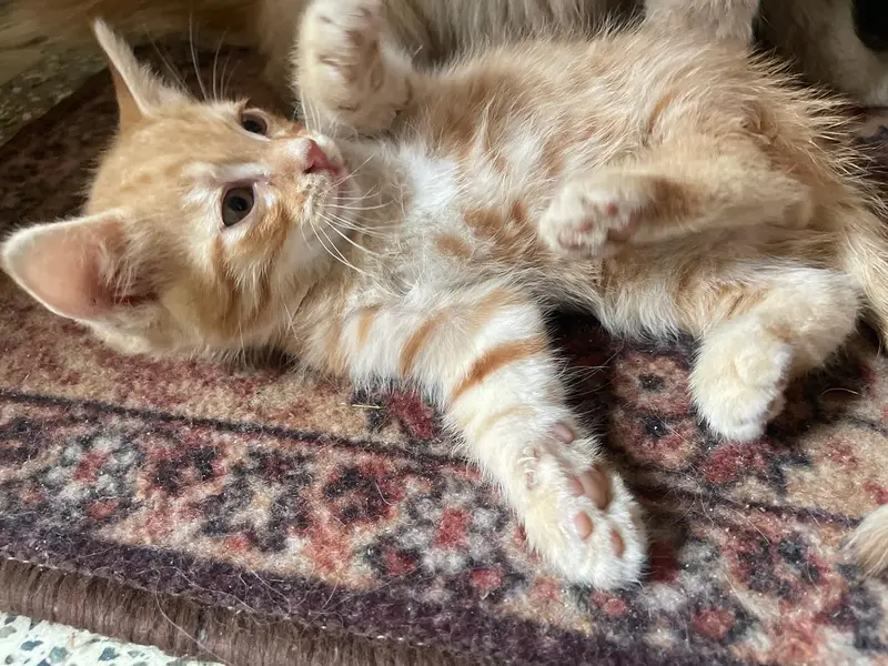 adorable Persian domestic short hair kittens. — photo 3