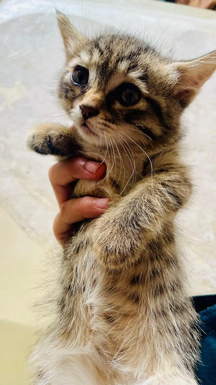 adorable Persian domestic short hair kittens. — photo 4