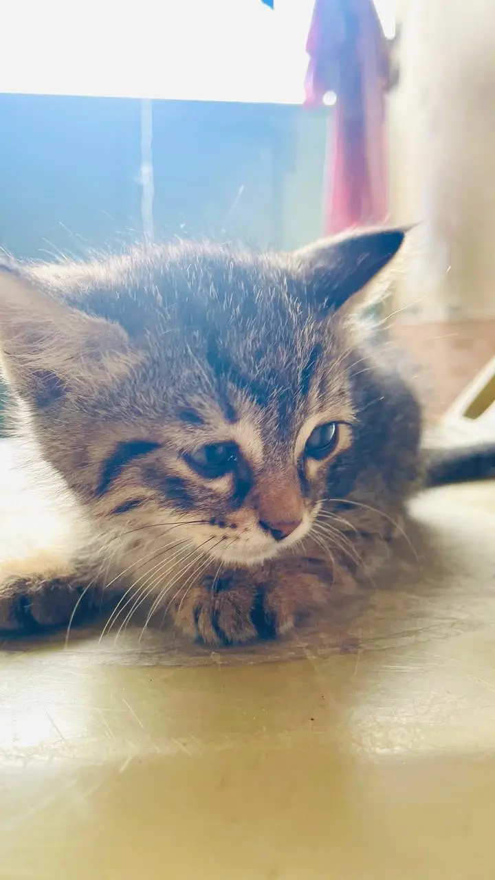 adorable Persian domestic short hair kittens. — photo 5
