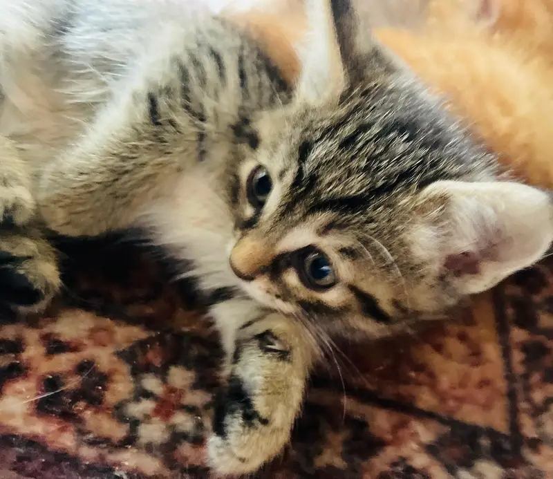 adorable Persian domestic short hair kittens. — photo 6