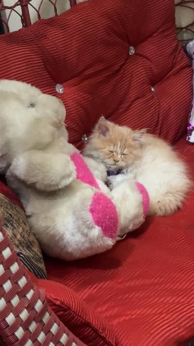 Persian cats triple coat