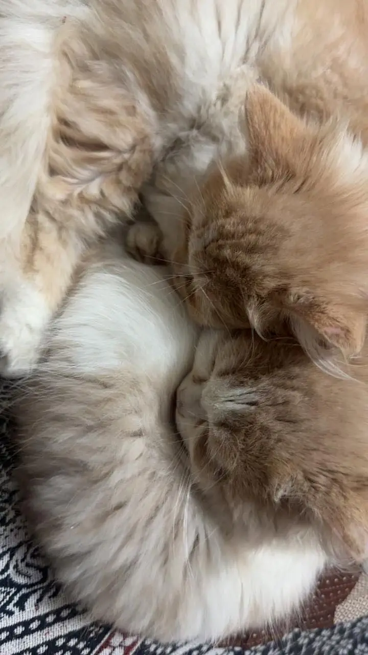 Persian cats triple coat — photo 2