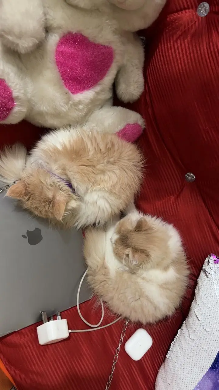 Persian cats triple coat — photo 4