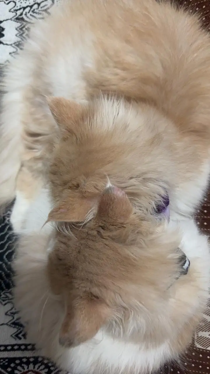 Persian cats triple coat — photo 5
