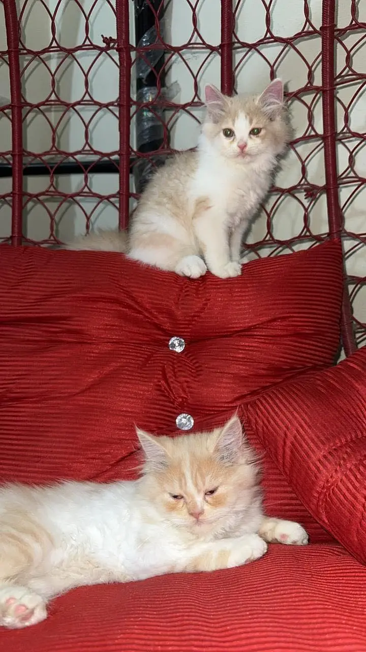 Persian cats triple coat — photo 6