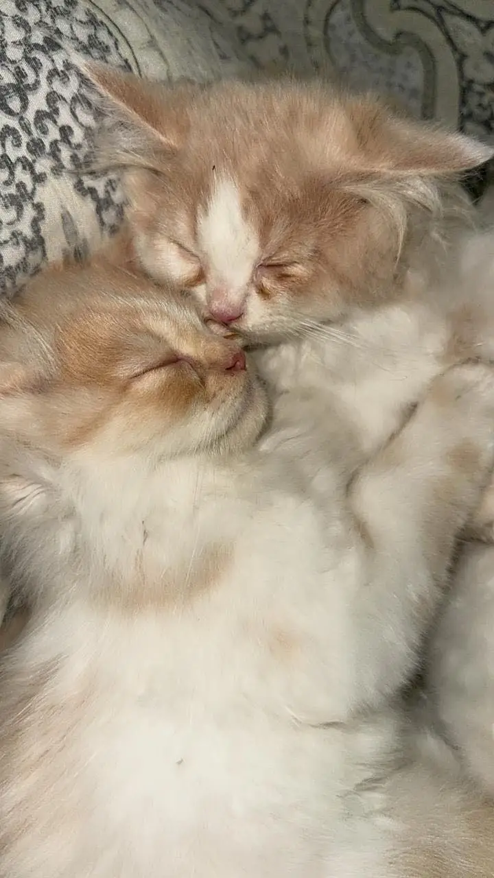 Persian cats triple coat — photo 7