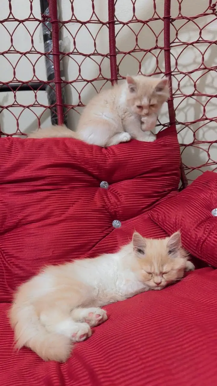 Persian cats triple coat — photo 8