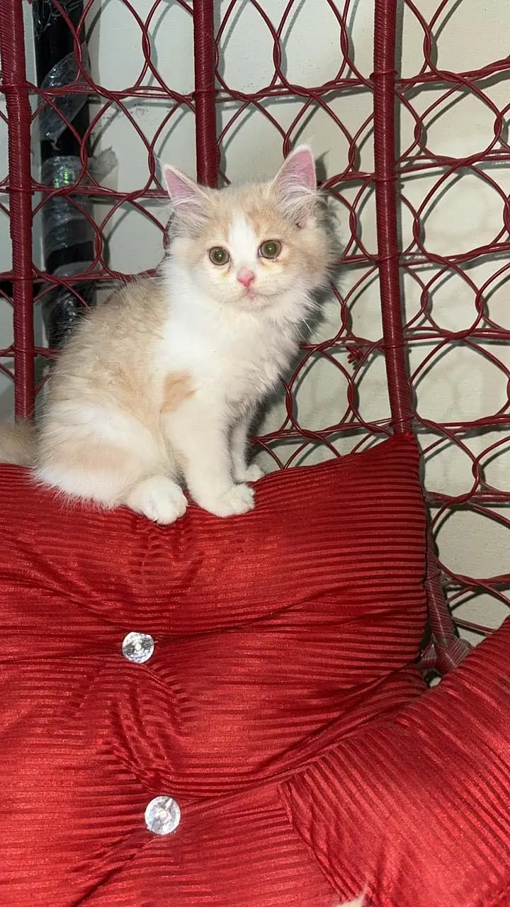 Persian cats triple coat — photo 9