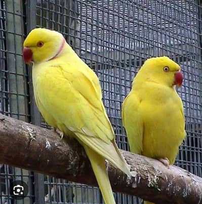 Yellow Ringneck Pair Talking wala
