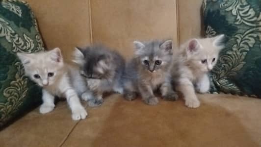 Persian Baby Cats For sale